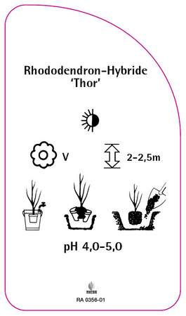 Rhododendron-Hybride 'Thor'