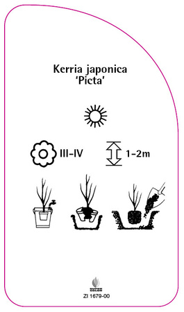 Kerria japonica 'Picta'