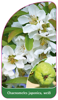 Chaenomeles japonica, weiß