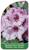 Rhododendron-Hybride 'Madame Jules Porgès'