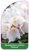 Rhododendron makinoi 'Makiyak'