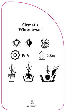 Clematis 'White Swan'