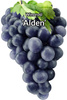Viță de vie Alden