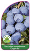 Vaccinium corymbosum 'Chippewa'