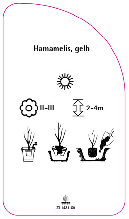 Hamamelis, gelb