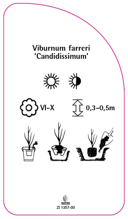 Viburnum farreri 'Candidissimum'