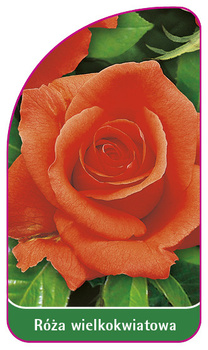 Velkokvětá růže č. 206 A