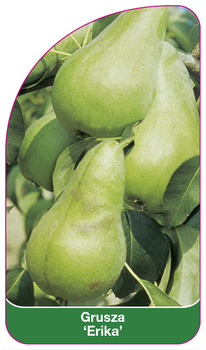Grusza 'Erika'