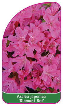 Azalea japonica 'Diamant Rot'