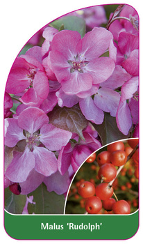 Malus 'Rudolph'