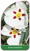 Cistus lusitanicus