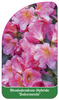 Rhododendron-Hybride 'Dolcemente'