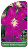 Clematis 'Kardynal Wyszynski'