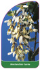 Amelanchier laevis