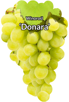 Donara viță de vie