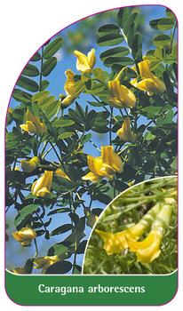 Caragana arborescens