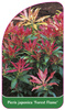 Pieris japonica 'Forest Flame'