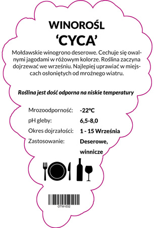 Winorośl Cyca