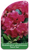 Rhododendron yakushimanum 'Sweet Sue'