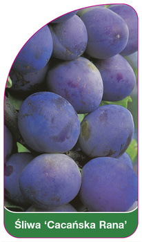 Śliwa 'Cacańska Rana'