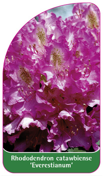 Rhododendron catawbiense 'Everestianum'
