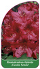 Rhododendron-Hybride 'Carolin Scholz'