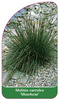 Molinia caerulea 'Moorhexe'