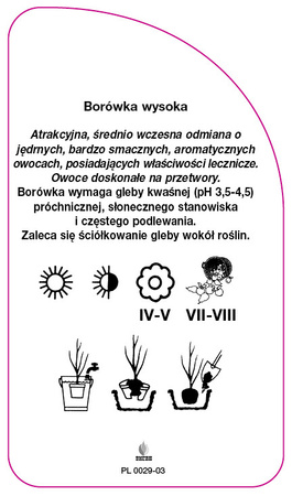 Vaccinium corymbosum 'Bluejay'