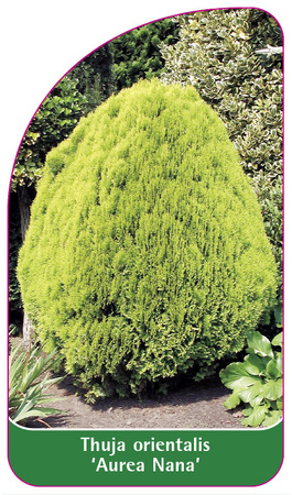 Thuja orientalis 'Aurea Nana'