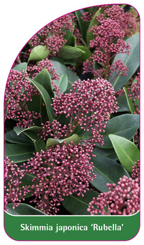 Skimmia japonica 'Rubella'