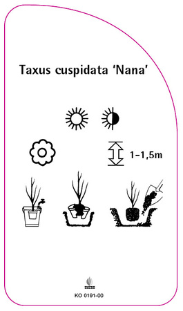Taxus cuspidata 'Nana'