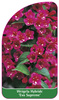Weigela Hybride 'Eva Supreme'