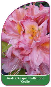 Azalea Knap-Hill-Hybride 'Cécile'