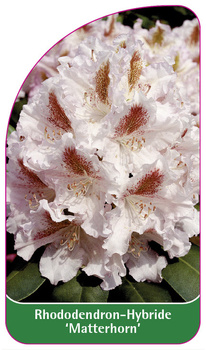 Rhododendron-Hybride 'Matterhorn'