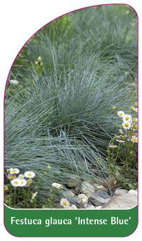 Festuca glauca 'Intense Blue'