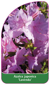 Azalea japonica 'Lavenda'