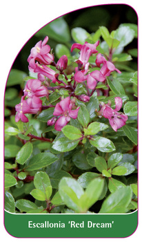 Escallonia 'Red Dream'