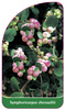 Symphoricarpos chenaultii