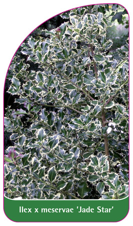 Ilex x meservae 'Jade Star'