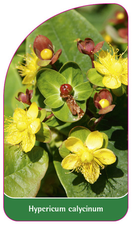 Hypericum calycinum
