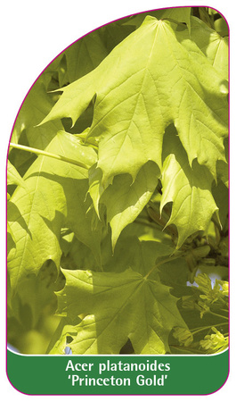 Acer platanoides 'Princeton Gold'
