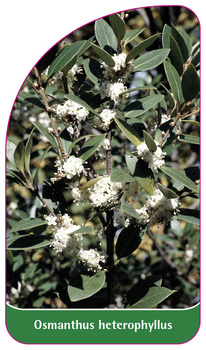 Osmanthus heterophyllus