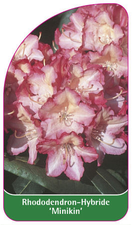 Rhododendron-Hybride 'Minikin'