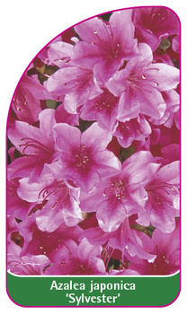 Azalea japonica 'Sylvester'