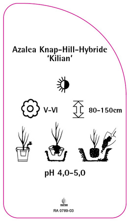 Azalea Knap-Hill-Hybride 'Kilian'