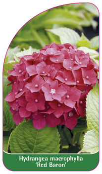 Hydrangea macrophylla 'Red Baron'
