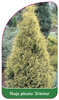 Thuja plicata 'Zebrina'