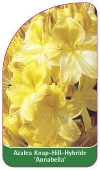 Azalea Knap-Hill-Hybride 'Annabella'