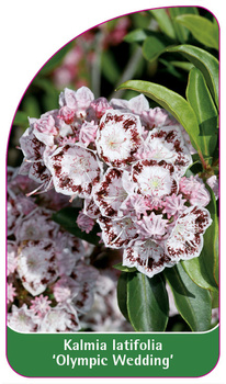 Kalmia latifolia 'Olympic Wedding'