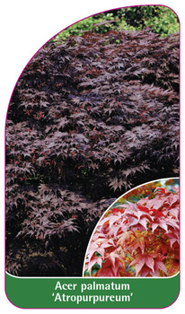 Acer palmatum 'Atropurpureum'